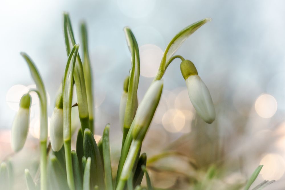Подснежники