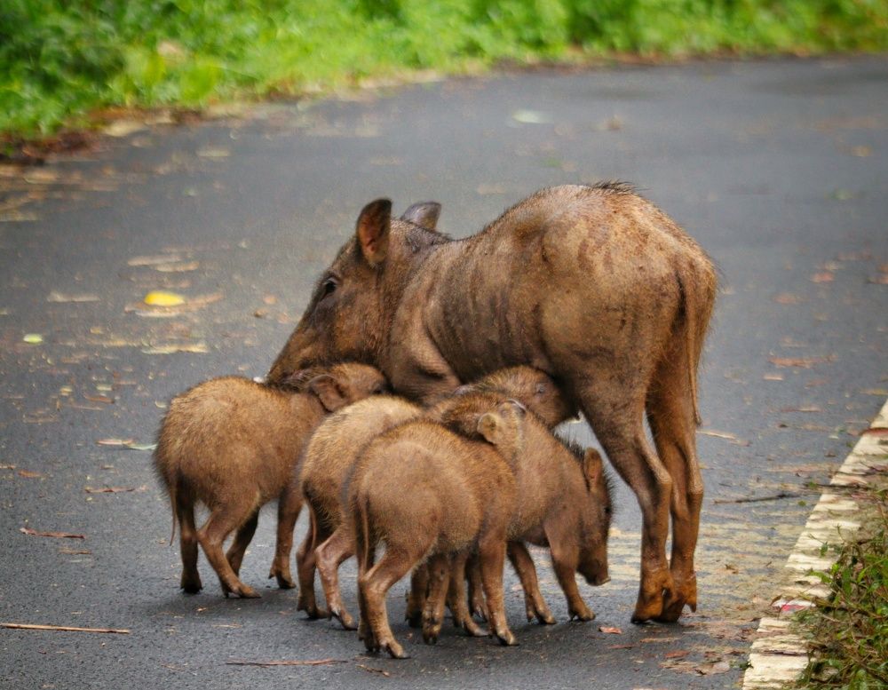 Photograph by SARAVANA MANICKAM