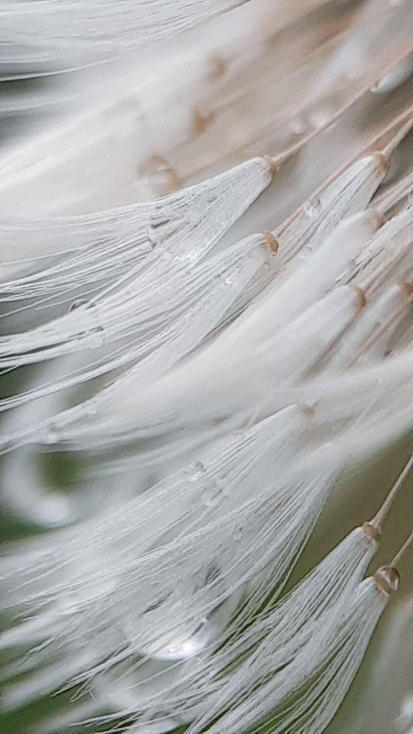 Photo #9495720