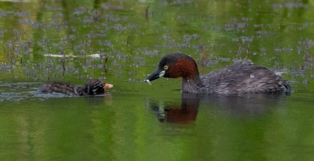 Photograph by Tanmoy Mitra