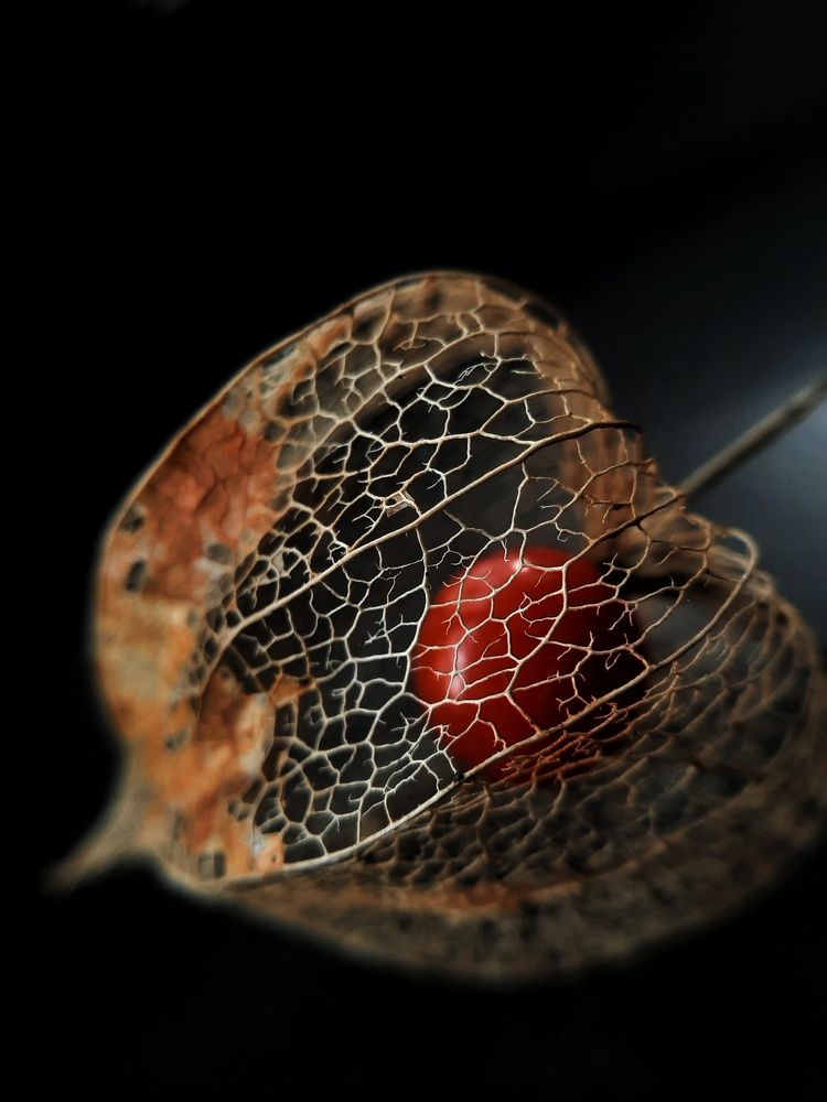 Фотография автора Виктория Мешкова