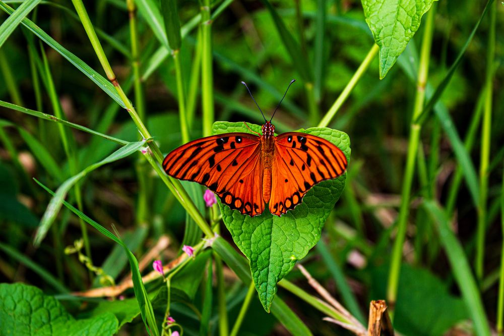 Photograph by Daniel Sosa