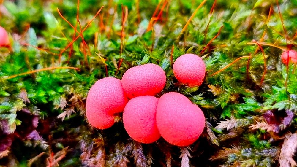 Photograph by Marie G