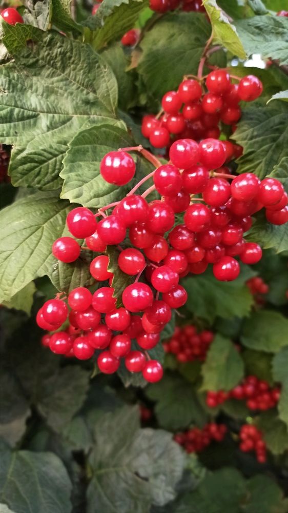 Photograph by Людмила Щуцкая