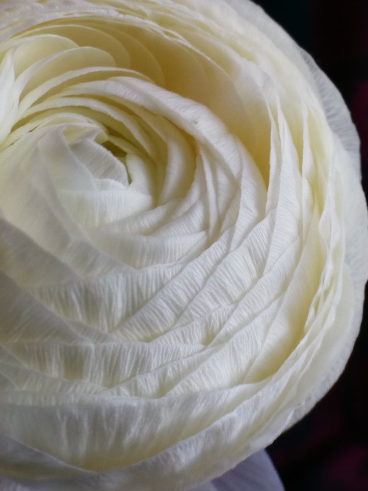 Photograph by Татьяна Смирнова