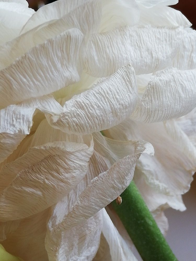 Photograph by Татьяна Смирнова