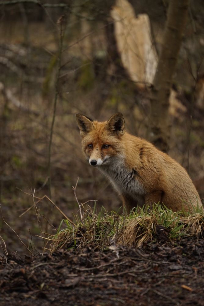 Photograph by Дарья Кушниренко