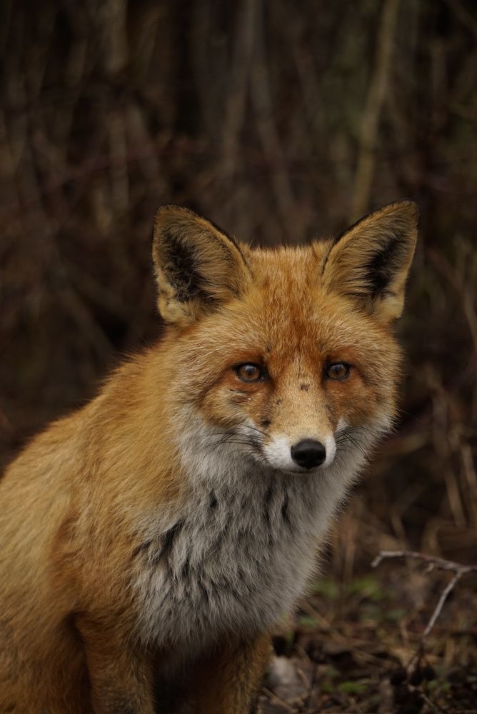 Photograph by Дарья Кушниренко