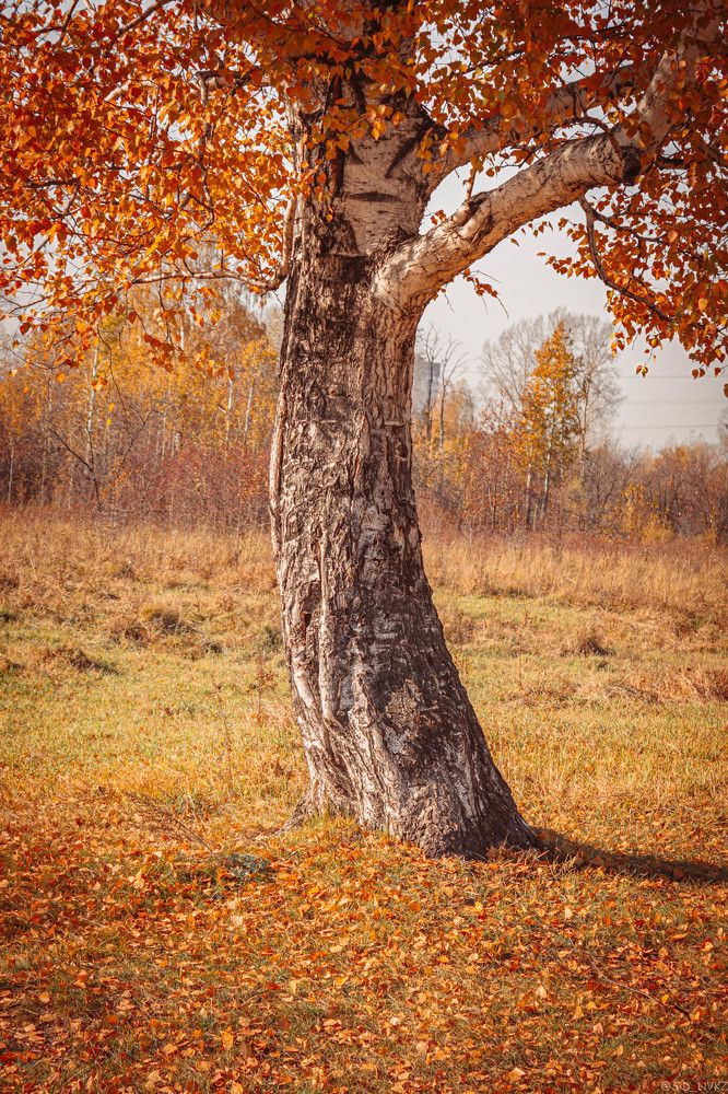 Photograph by Александр Жариков