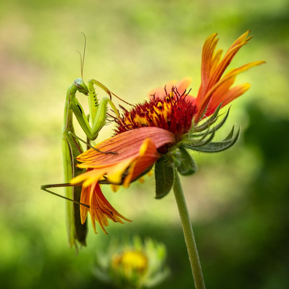 Южно-кавказский богомол