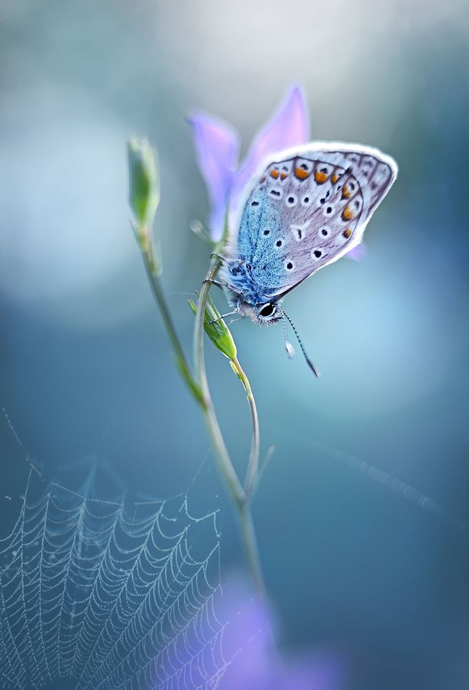 On the bell/На колокольчике