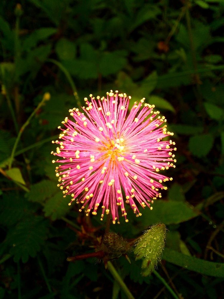 Makahiya (Touch me not plant)