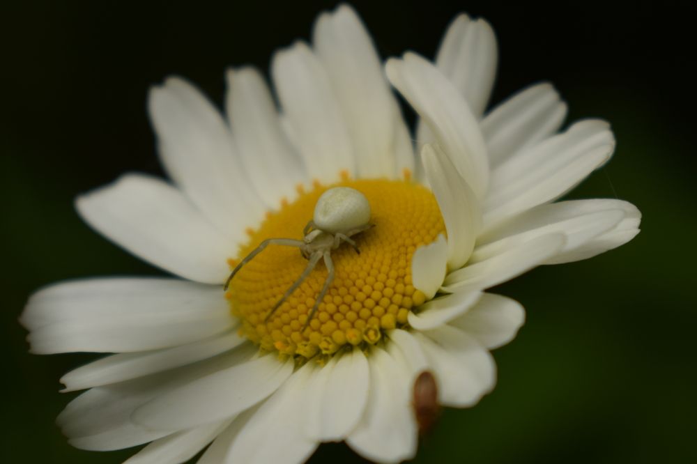 Photograph by Наталья Еременко