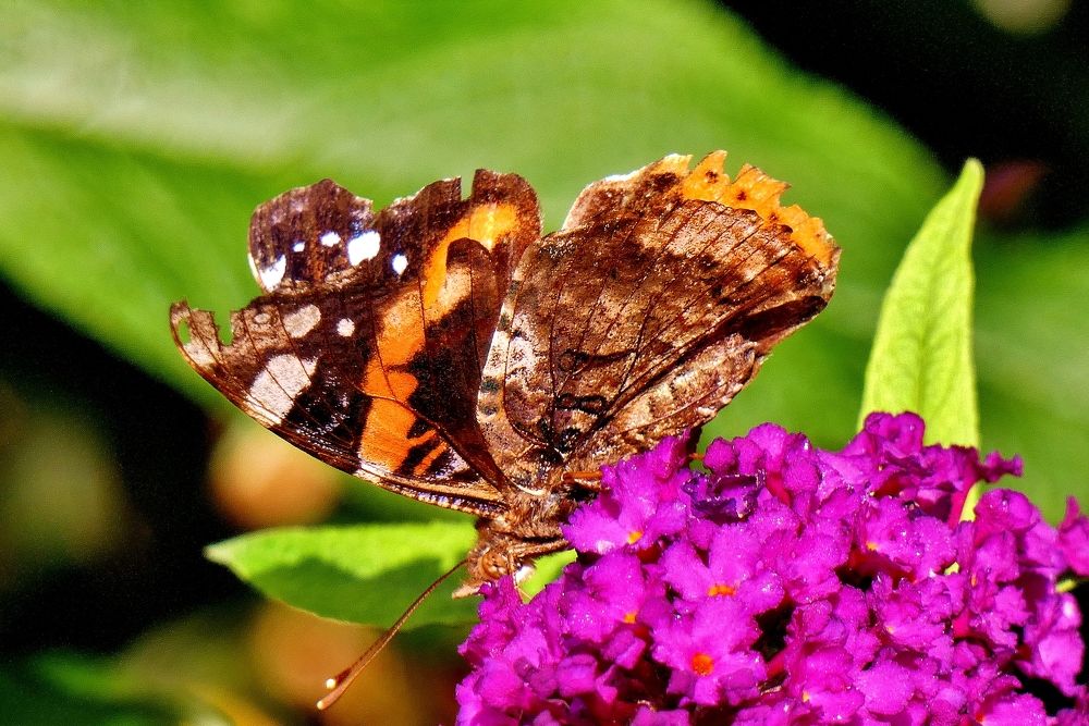 Photograph by backareva irina