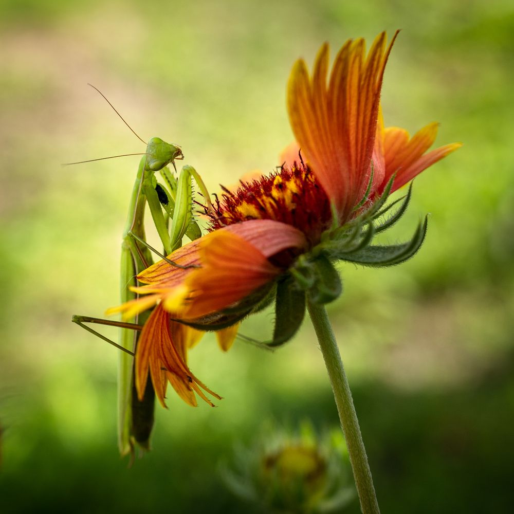 Южно-кавказский богомол