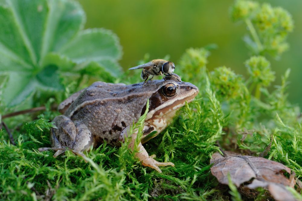 Танцы на лбу.