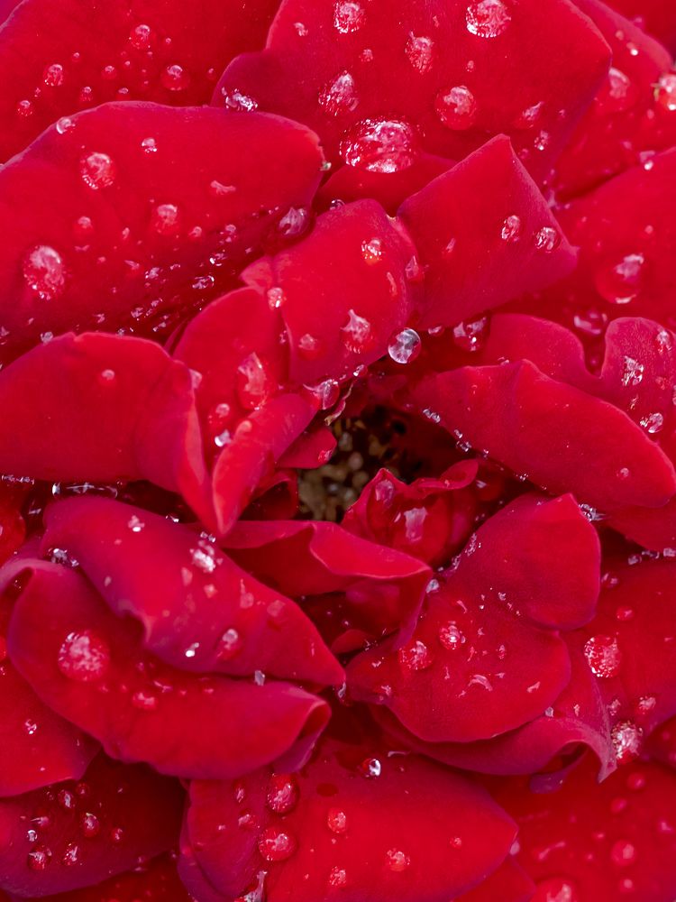 Photograph by Ирина Серегина