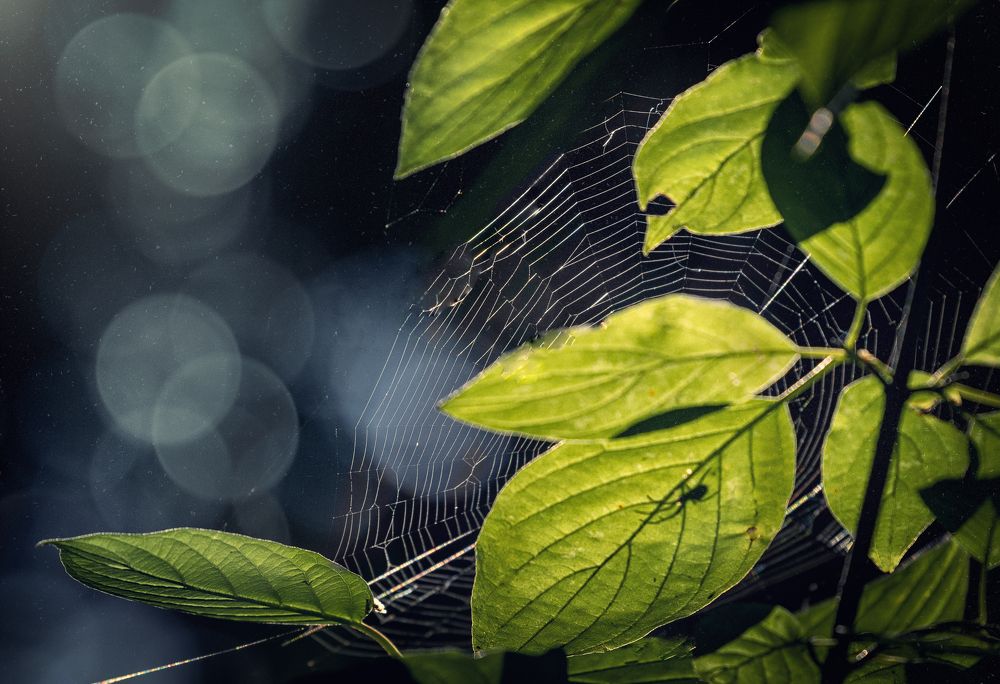 Photograph by Сергей Здерев