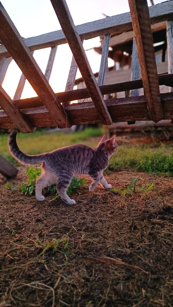 Кошка, которая гуляет сама по себе