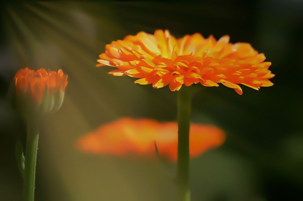 Луч солнца золотого ...