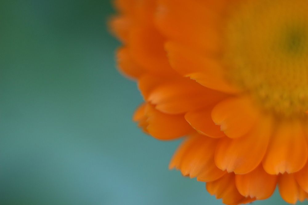Photograph by Елена Федорова