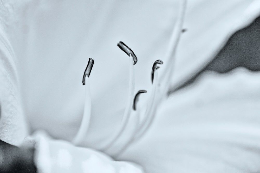 Photograph by Julião Freitas Martinez