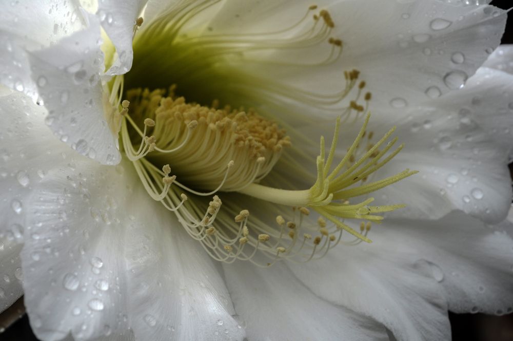 Photograph by Ricardo Kimmich