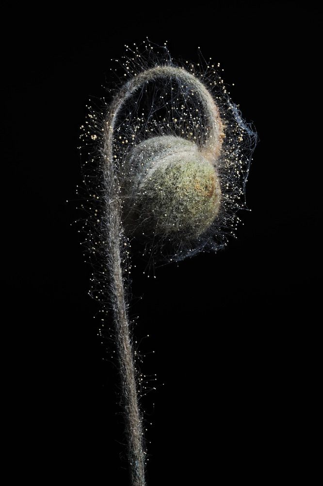 Photograph by Jurga Siauciuniene