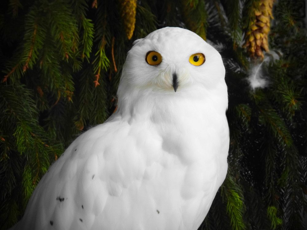 Photograph by Диана Бородзе