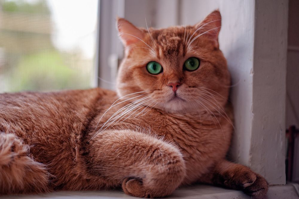 Фотография автора Елена Ефименко