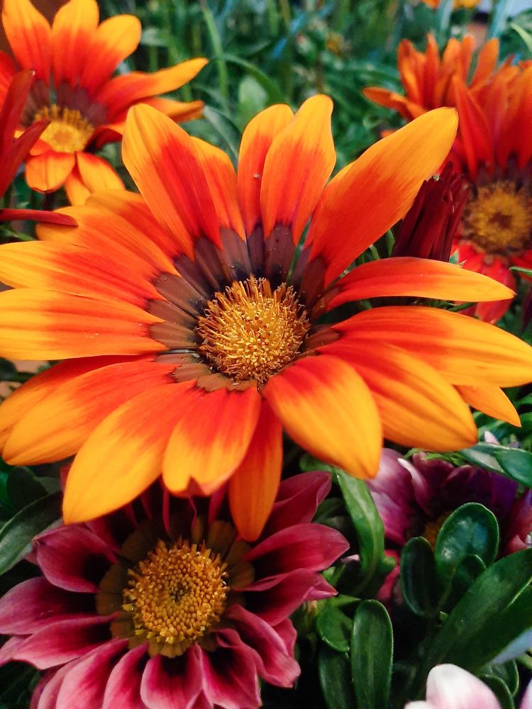 Фотография автора Светлана Дунаева