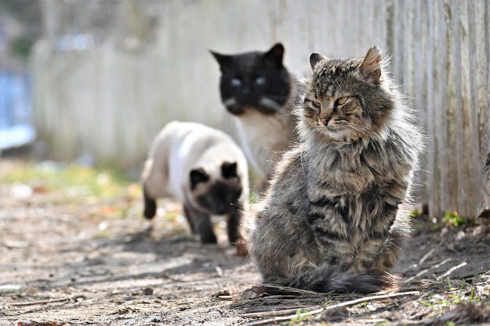 Фотография автора IRINA FILIPPOVA