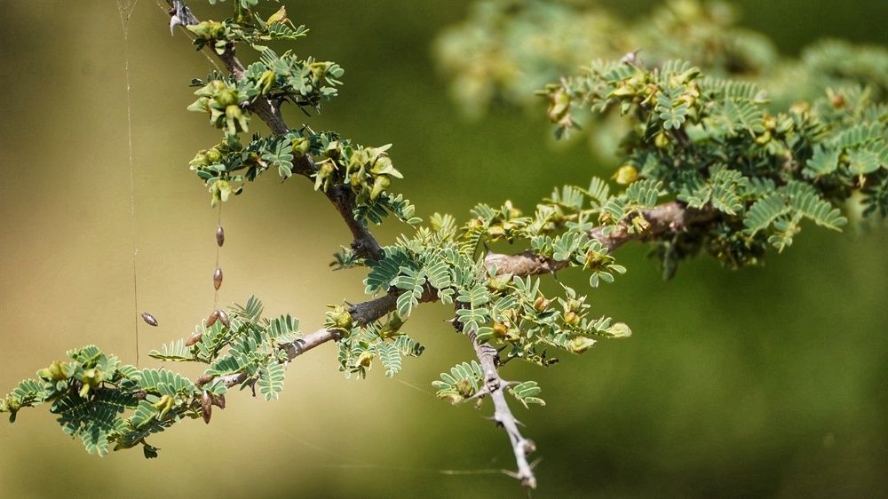 Photograph by Kevin Kosgei