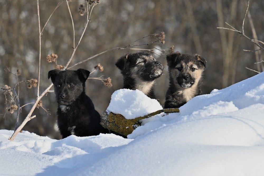 Фотография автора IRINA FILIPPOVA