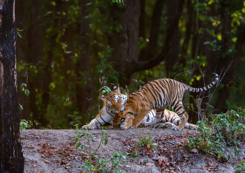 Tigress playing with her cub