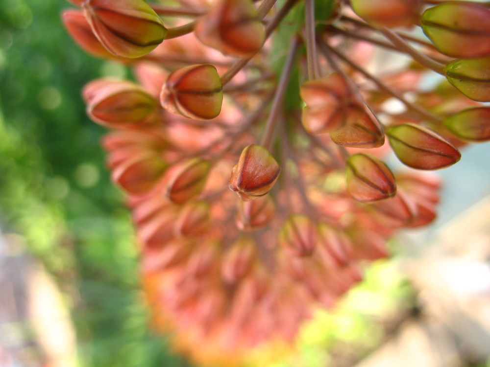 Photograph by Орл Про