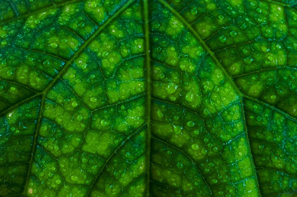 Photograph by Анастасия Чушкова