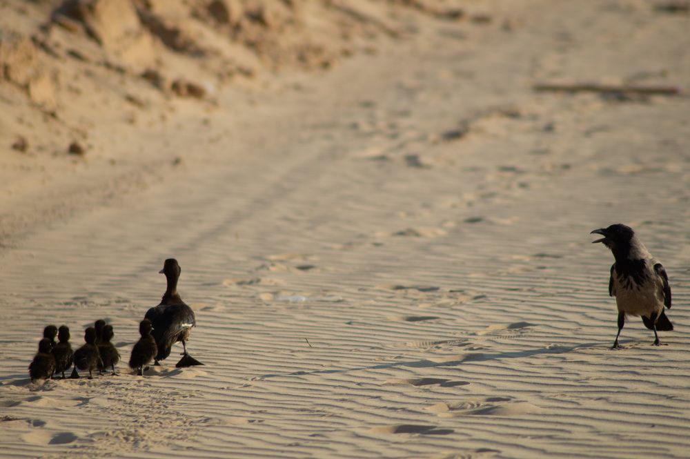 Photograph by Сергей Забиякин