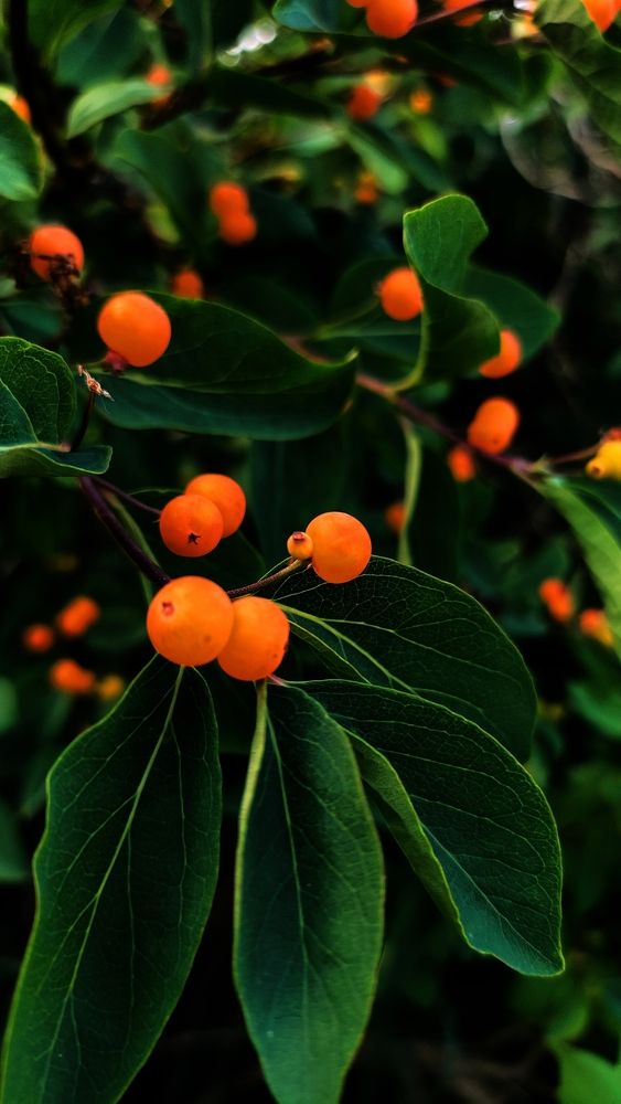 Photograph by Елизавета Карюченко