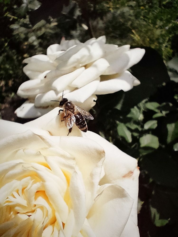 Photograph by Елизавета Карюченко