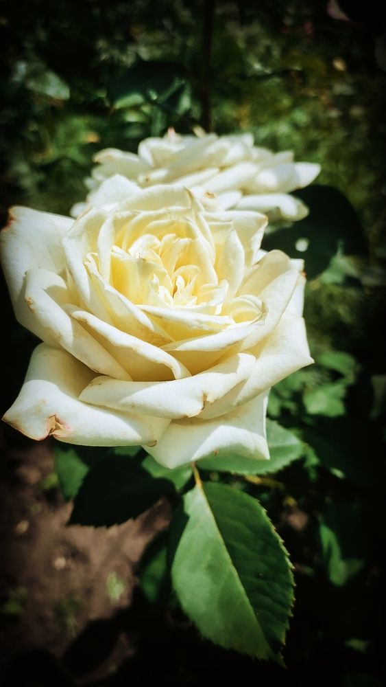 Photograph by Елизавета Карюченко