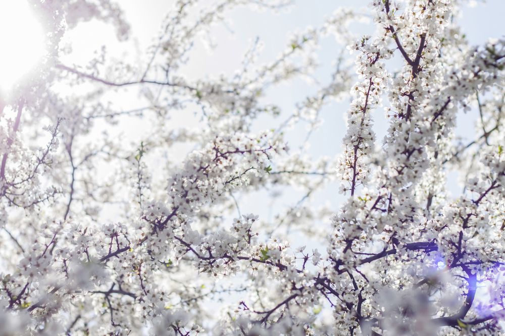 Photograph by Алина Лебедь