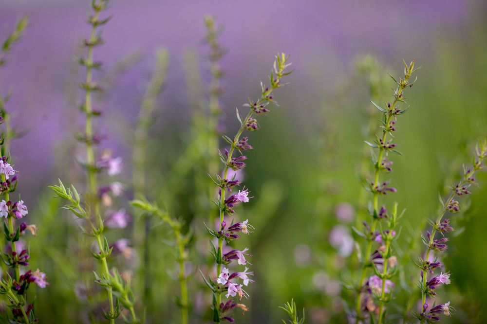 Фотография автора Alena Makushina