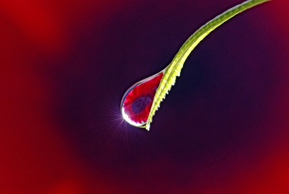 Photograph by CHINMOY BISWAS