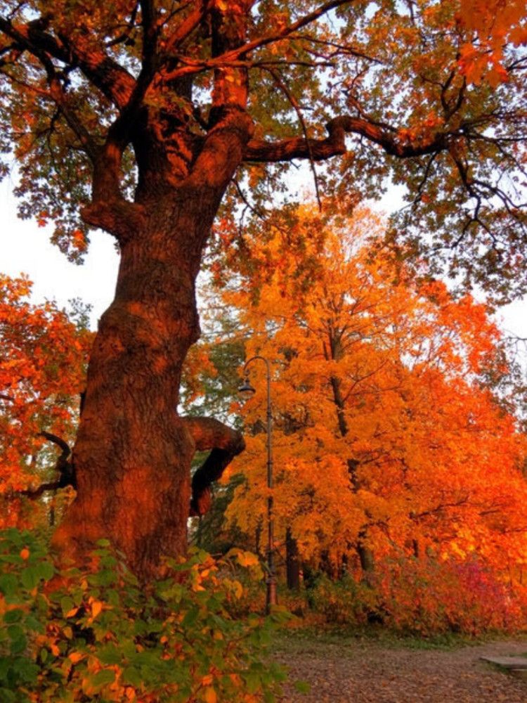 Фотография автора Марина Алексеевская