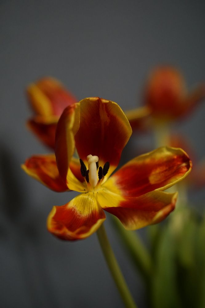 Photograph by Viktoria Vavilkina