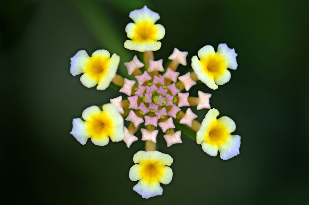 Photograph by CHINMOY BISWAS