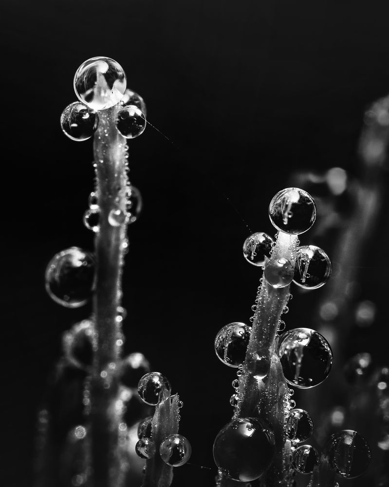 Photograph by Маргарита Смоленская