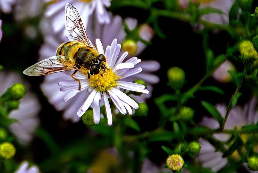 Photograph by Леонид Дрюченко