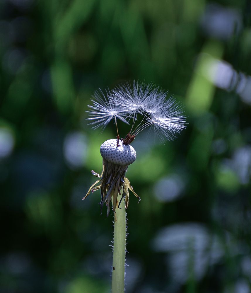 Photograph by Inna Ivanova